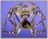 MC16: Small Worlds - Huntsman Spider by John down under