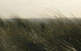 Grass in the Wind by Aswulf