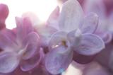 Lilac by Tandaina