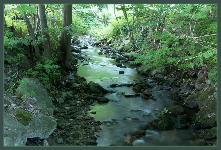 Green Water in a Green Wood by bracket