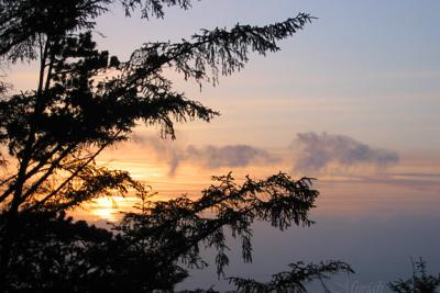 Sunset Spruce Healing (05-19-05)