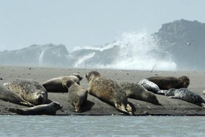 Harbor Seals -n- Breakers (05-19-05)
