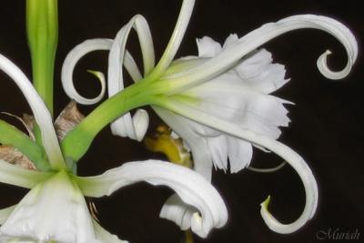 NewZealand Daffodil (05-27-05)