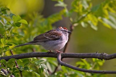 Chipping Sparrow