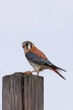 American Kestrel