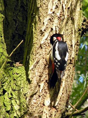 Male entering nest - Duffel - 050516.JPG