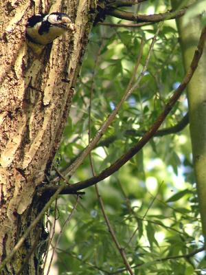 Exiting nest with youngster droppings - Duffel - 050516 - voor het uitvliegen.JPG