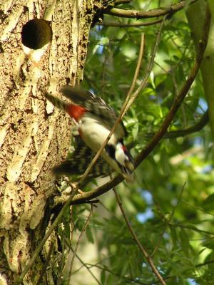 Greater Spotted Woodpecker (Dendropocus Major)
