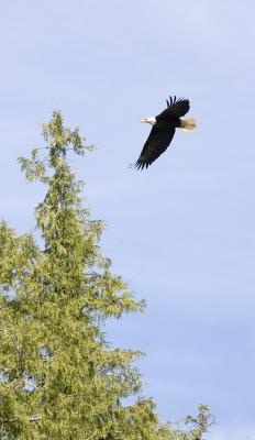 Bald Eagle In Flight