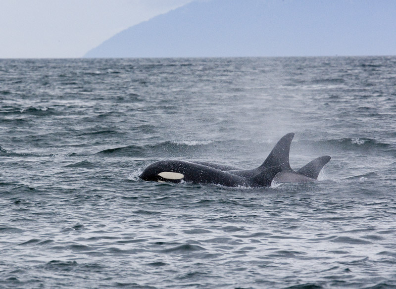 Three Orca