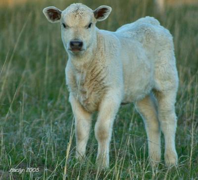 u26/mzm/medium/43370585.calf24.jpg