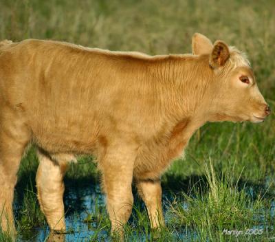 u26/mzm/medium/43619640.calf46.jpg