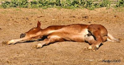 'lil nap ... '