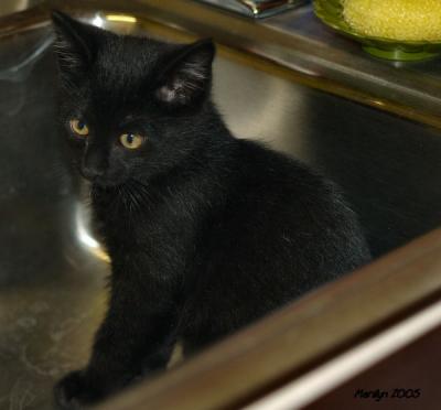 'i'm not on the kitchen counter, nope .. in the sink you can't see me here!!'