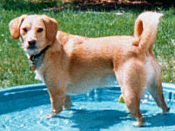 Toby in their pool, 2 summers ago. Hes a beagle/golden.
