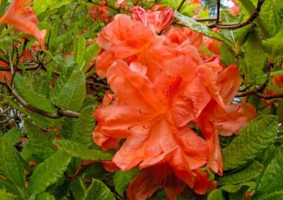 14. A wet orange flower.