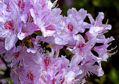 8. Bee on flower.