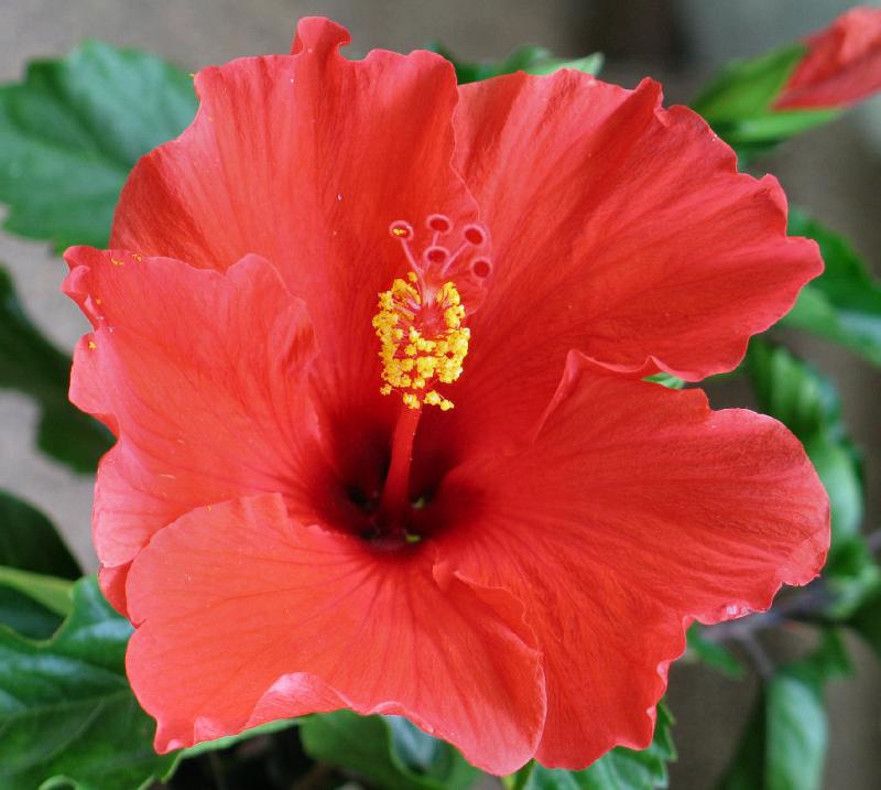 Hibiscus