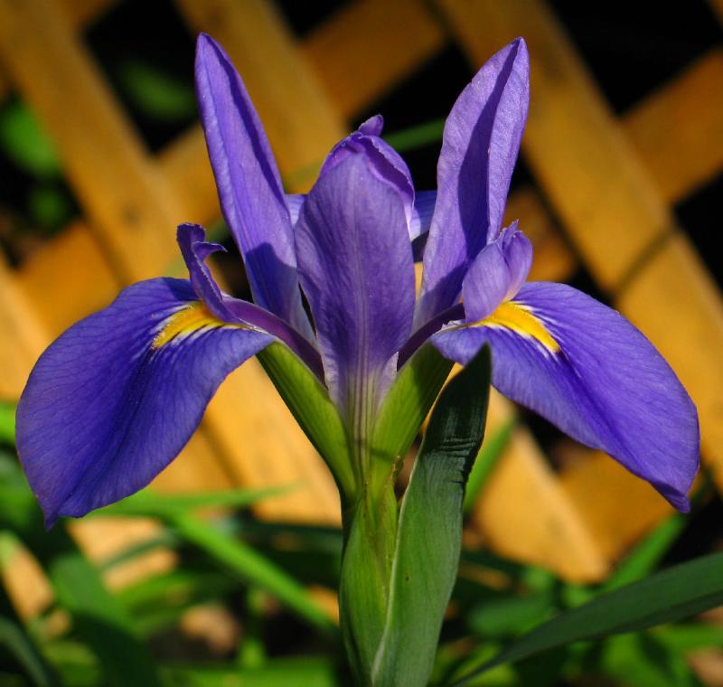 Iris *