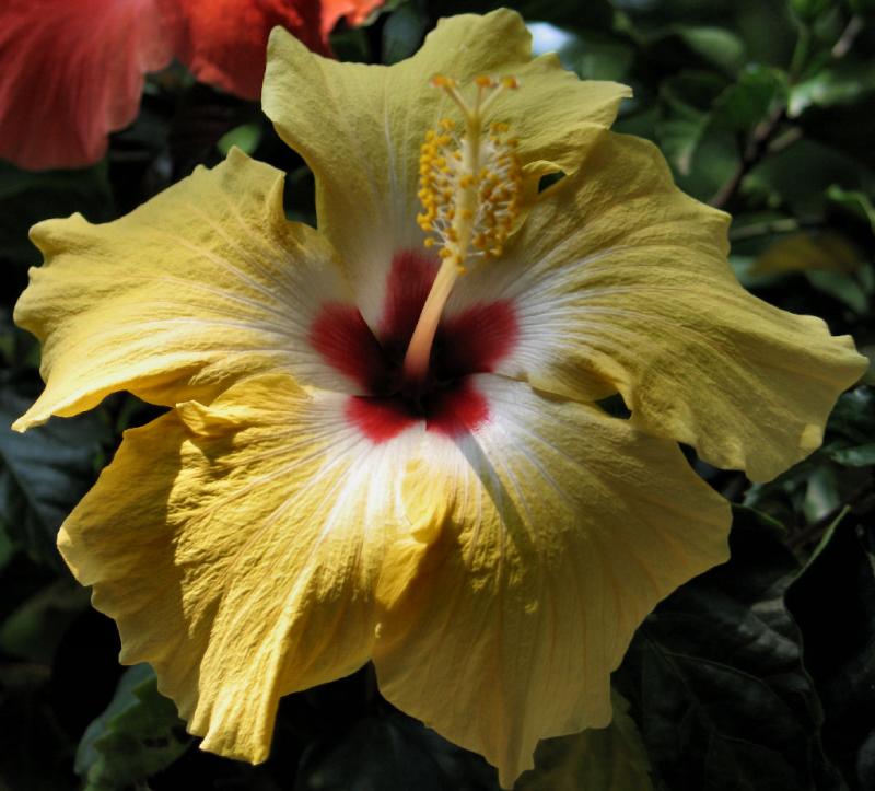 Yellow Hibiscus