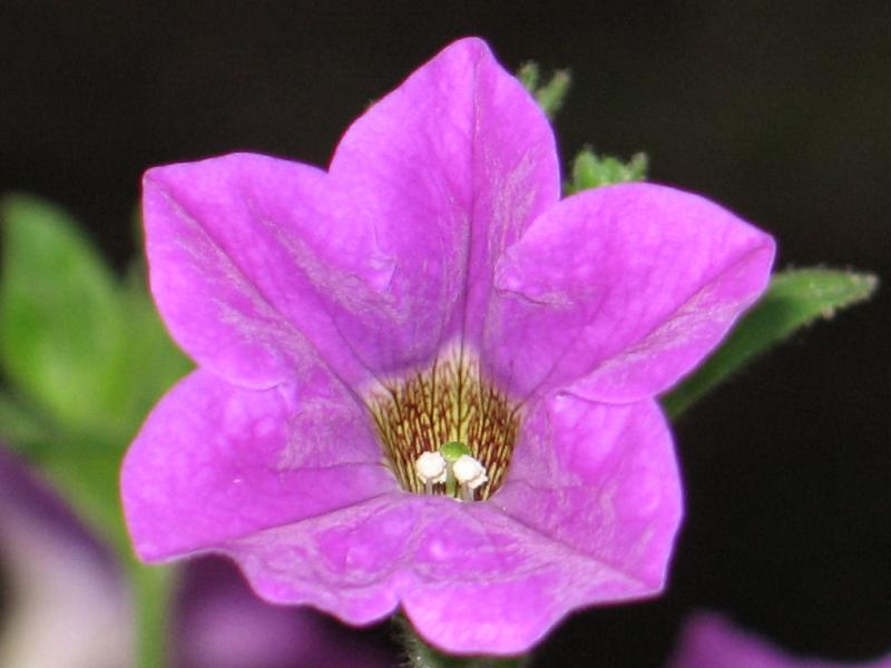 Petunia *