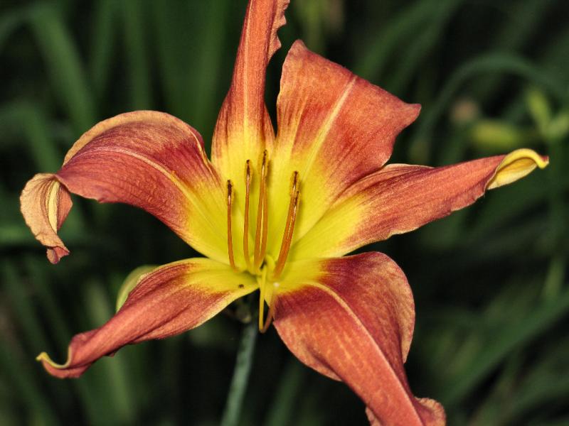 Day Lilly
