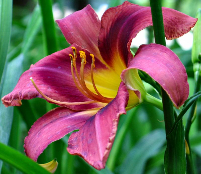Day Lilly