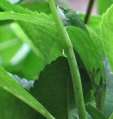 Green Anole