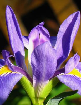 Louisiana Iris