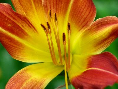 Day Lilly *