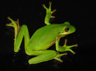 Green Tree Frog   *     Over 800 Hits