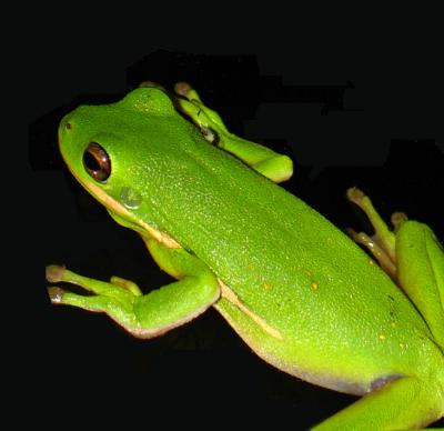 Green Tree Frog *