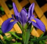 Iris *