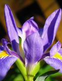 Louisiana Iris