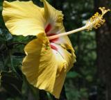 Yellow Hibiscus