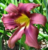 Day Lilly