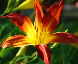 Day Lilly