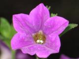 Petunia *