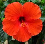 Hibiscus *