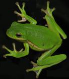 Green Tree Frog *