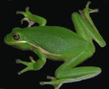 Freddie Frog *