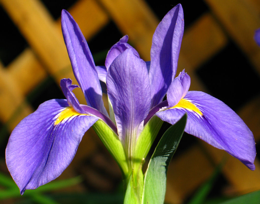 Iris