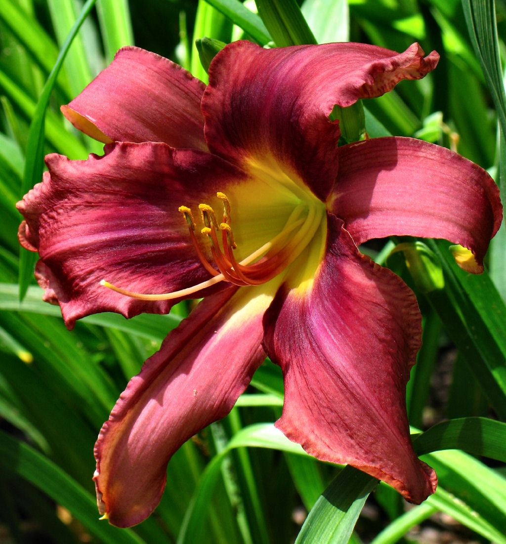 Day Lilly
