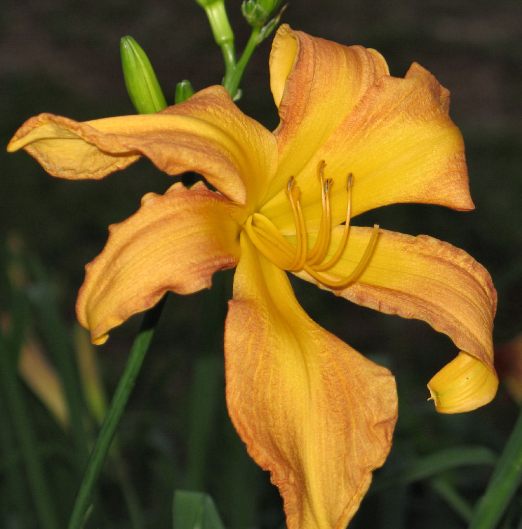 Day Lilly
