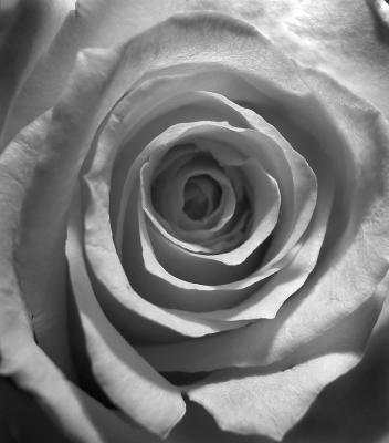 BW_Rose_.tif