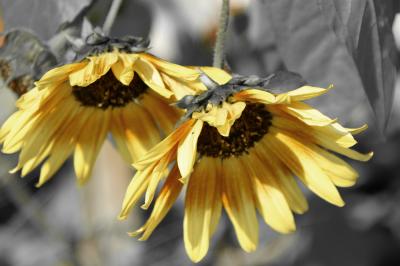 Sunflower3.jpg