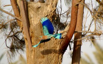 indian roller.jpg