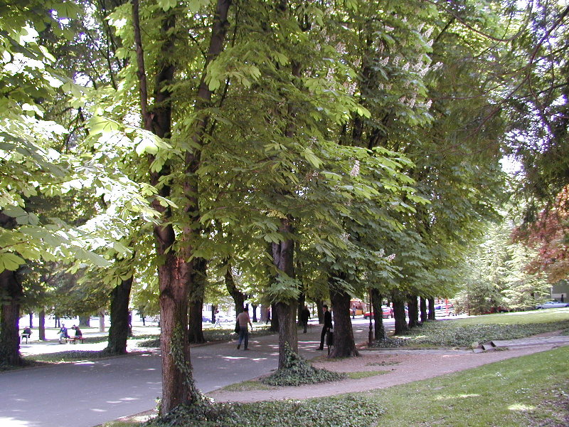 P5185676.JPG