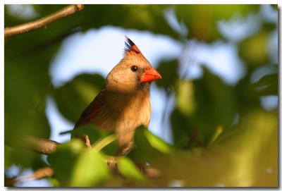 IMG_1958 copy.jpg