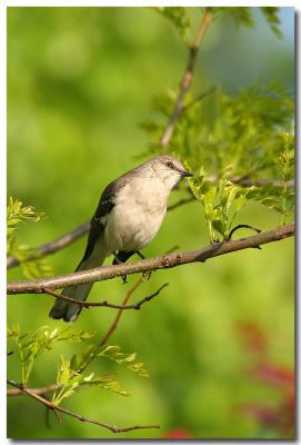 IMG_1991 copy.jpg